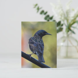 European Starling Vykort