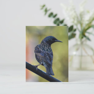 European Starling Vykort
