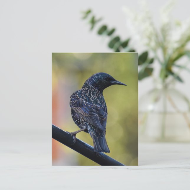 European Starling Vykort (Stående Fram)