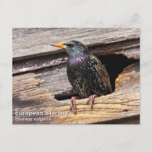 European Starling Vykort