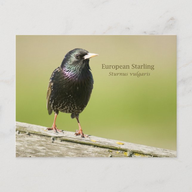 European Starling Vykort (Framsida)