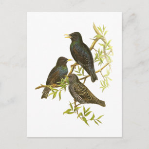 European Starling Vykort