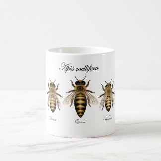 Européhonungbi (Apismelliferaen) Kaffemugg