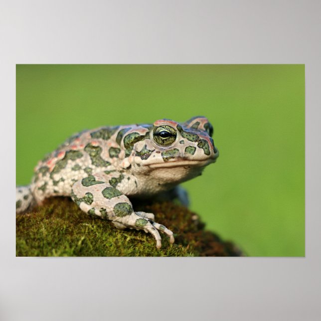 Europeisk Grön Padda Poster (Framsidan)