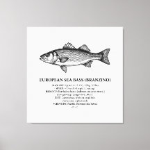 Europeisk havsabborre Branzino Vintage 