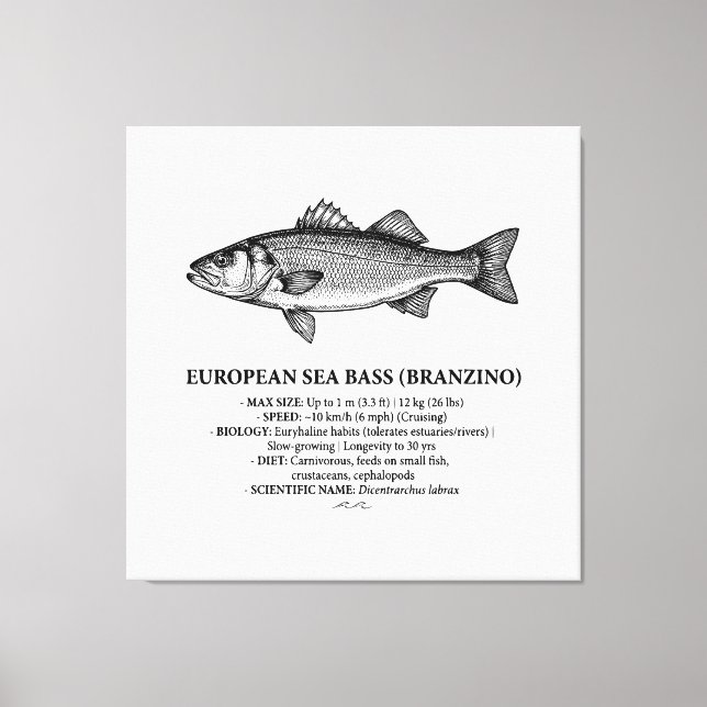 Europeisk havsabborre Branzino Vintage  Canvastryck (Framsida)