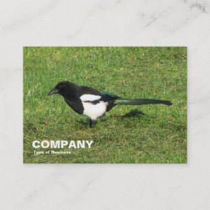 Europeisk magpie visitkort