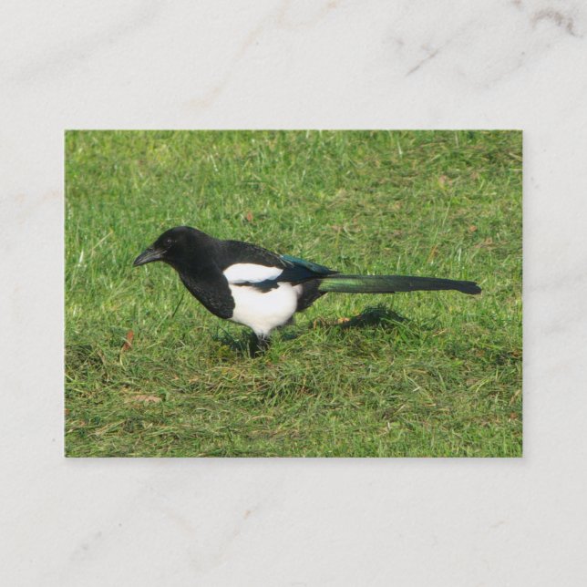 Europeisk magpie visitkort (Framsida)