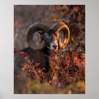 Europeisk mufflonbagge i höstlig skog vilda djur f poster
