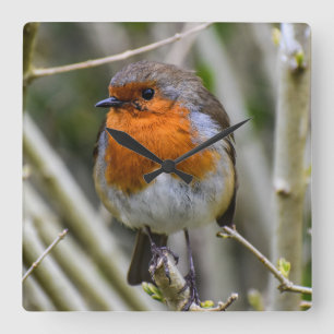 Europeisk Robin Acrylic Wall Clock Fyrkantig Klocka