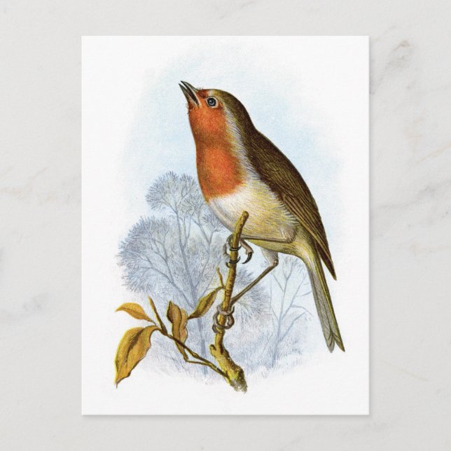 Europeisk Robin - Erithacus rubecula Vykort (Framsida)