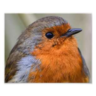 Europeisk Robin Fototryck