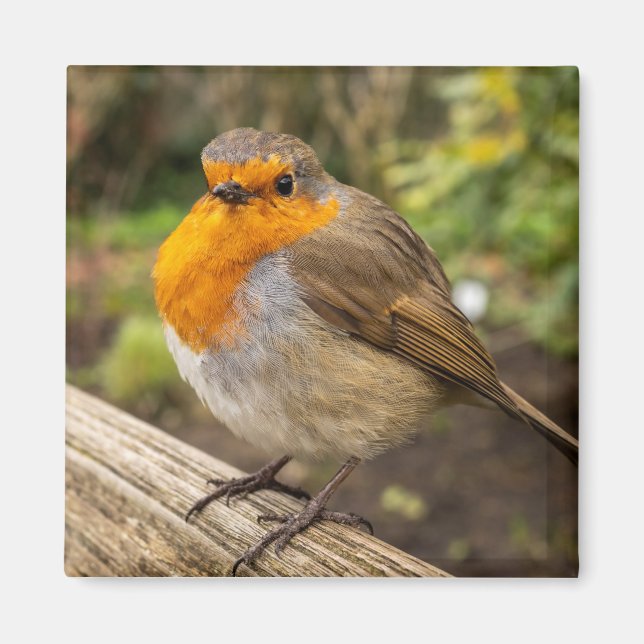 Europeisk Robin Fridge Magnet (Framsidan)