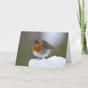 Europeisk Robin i snö-kort Kort
