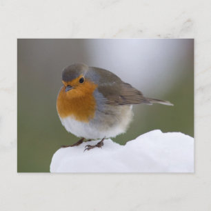 Europeisk Robin i snö-vykort Vykort