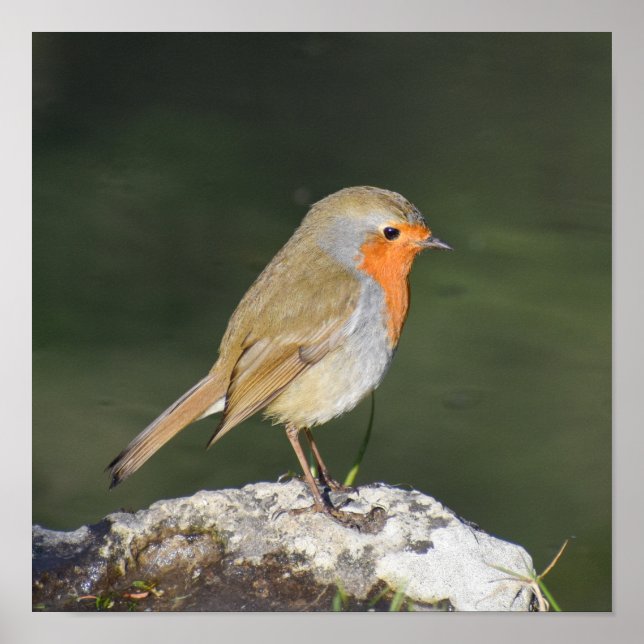 Europeisk Robin Poster (Framsidan)