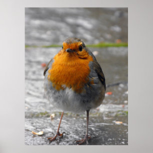 Europeisk Robin Poster