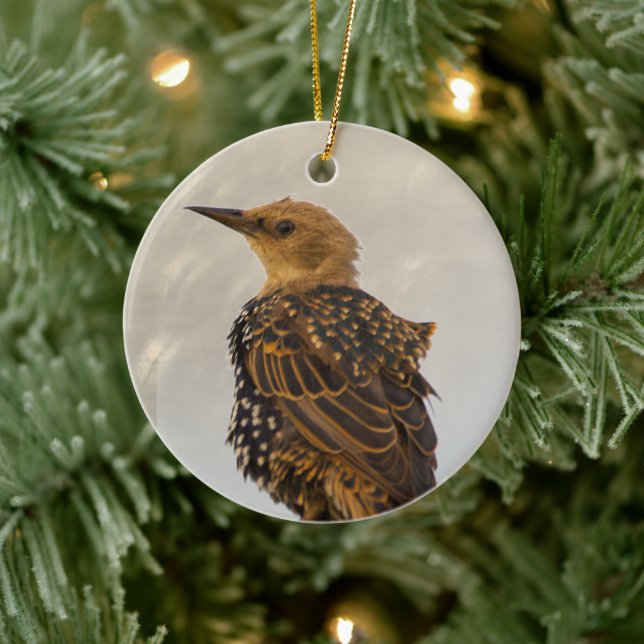 Europeisk Stare Fågel Ornament  (Träd)