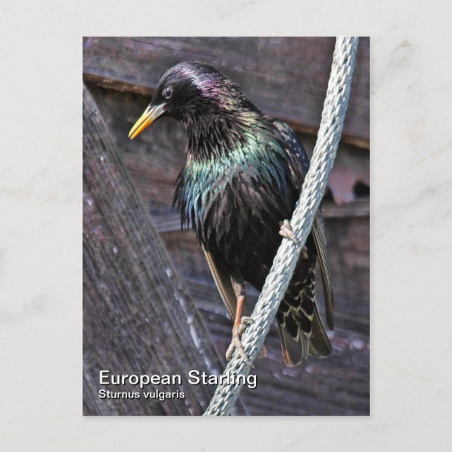 Europeisk Starling-vykort Vykort (Framsida)