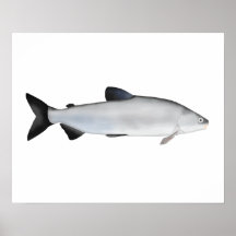 Europeisk vitfisk