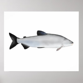 Europeisk vitfisk poster