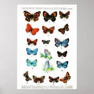 Europeiska fjärilar (Plate 06) Poster