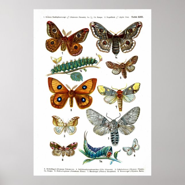 Europeiska fjärilar (Plate 13) Poster (Framsidan)