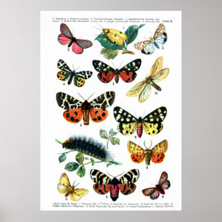 Europeiska fjärilar poster
