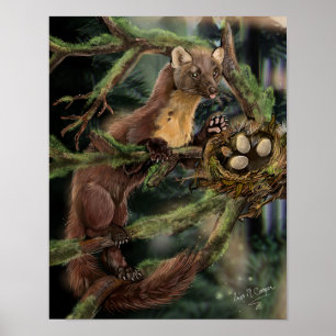 Europeiska Gräs Marten Poster