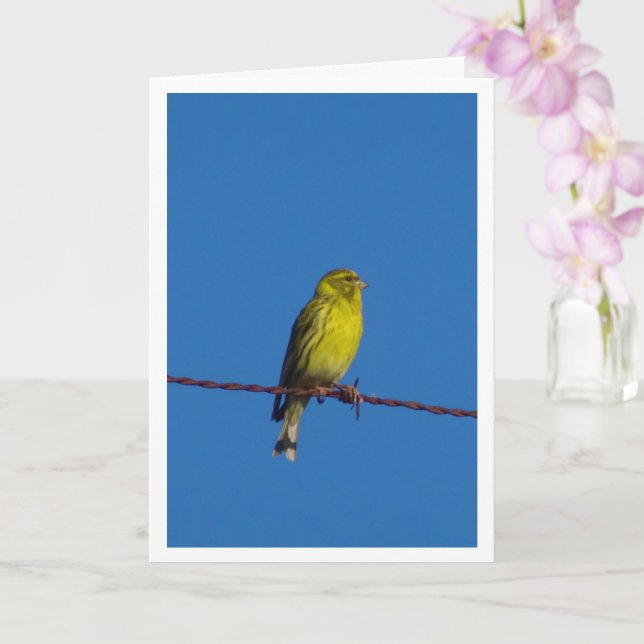 Europeiskt serin Bird Porträtt-kort Kort (Orkide)