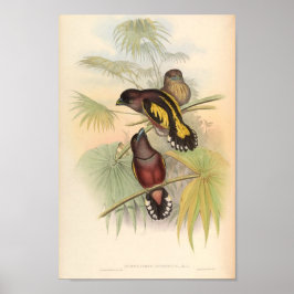 Eurylaimus Javanicus Vintage Bird of Asia Poster