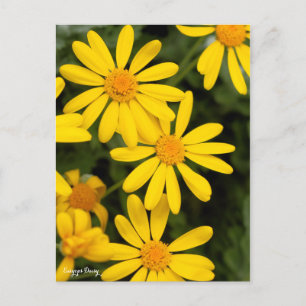 Euryops Daisy [vykort] Vykort