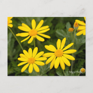 Euryops Daisy [vykort] Vykort