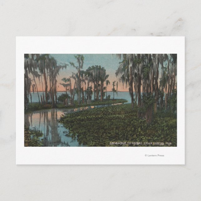 Eustis, Florida - View of Swampy Canal Vykort (Framsida)