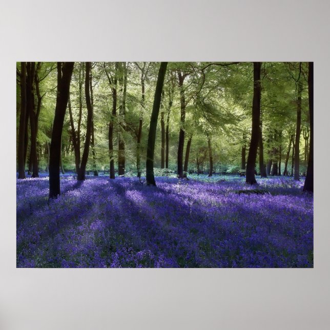 Evening Blubells Poster (Framsidan)
