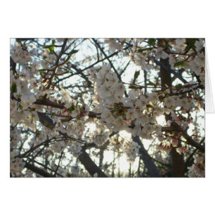 Evening Cherry Blommar II Vår Sunset Hälsningskort