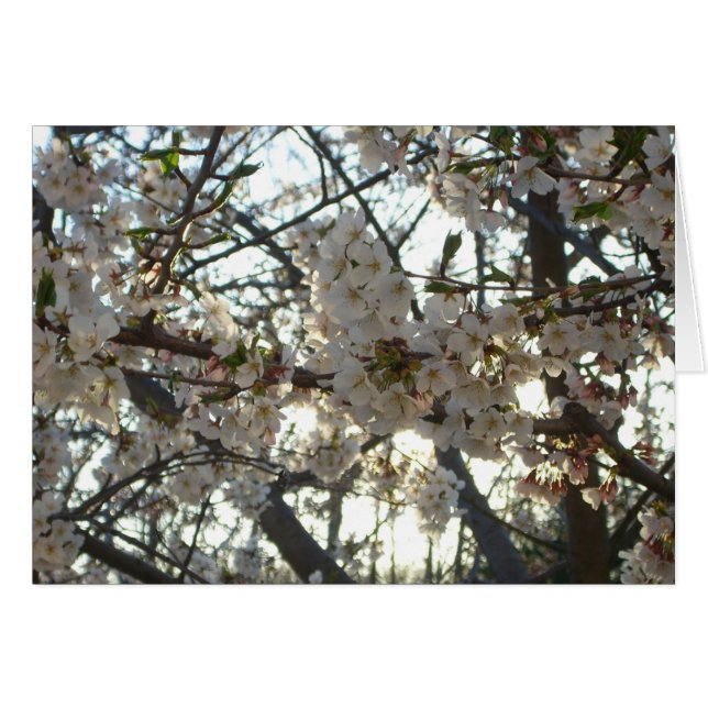 Evening Cherry Blommar II Vår Sunset Hälsningskort (Framsidan Horizontal)