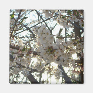 Evening Cherry Blommar II Vår Sunset Magnet