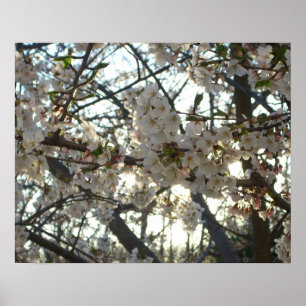 Evening Cherry Blommar II Vår Sunset Poster