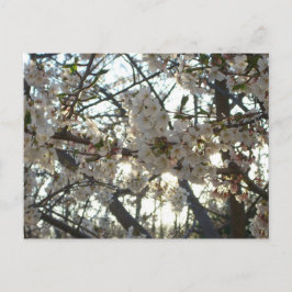 Evening Cherry Blommar II Vår Sunset Vykort