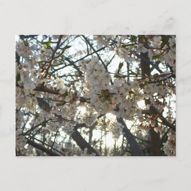 Evening Cherry Blommar II Vår Sunset Vykort (Framsida)