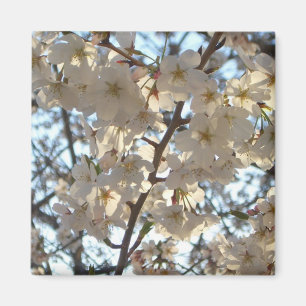 Evening Cherry Blommars I Vår Blommigt Magnet