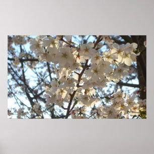Evening Cherry Blommars I Vår Blommigt Poster
