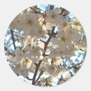 Evening Cherry Blommars I Vår Blommigt Runt Klistermärke