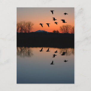 Evening Geese Vykort
