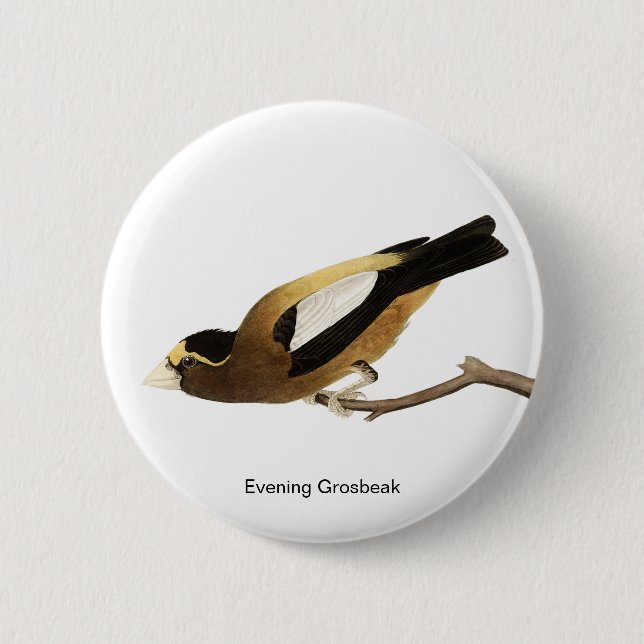 Evening Grosbeak av John James Audubon, Finch Bird Knapp (Framsida)