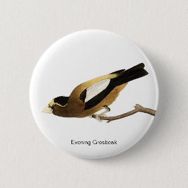 Evening Grosbeak av John James Audubon, Finch Bird Knapp