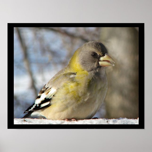 Evening Grosbeak Poster (Framsidan)