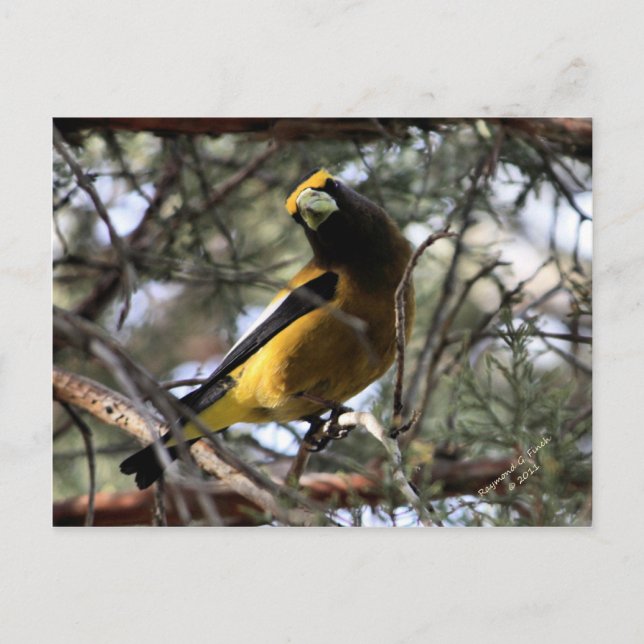 Evening Grosbeak Vykort (Framsida)