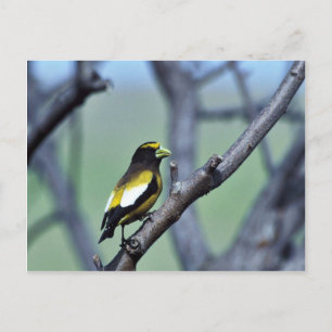 Evening Grosbeak Vykort